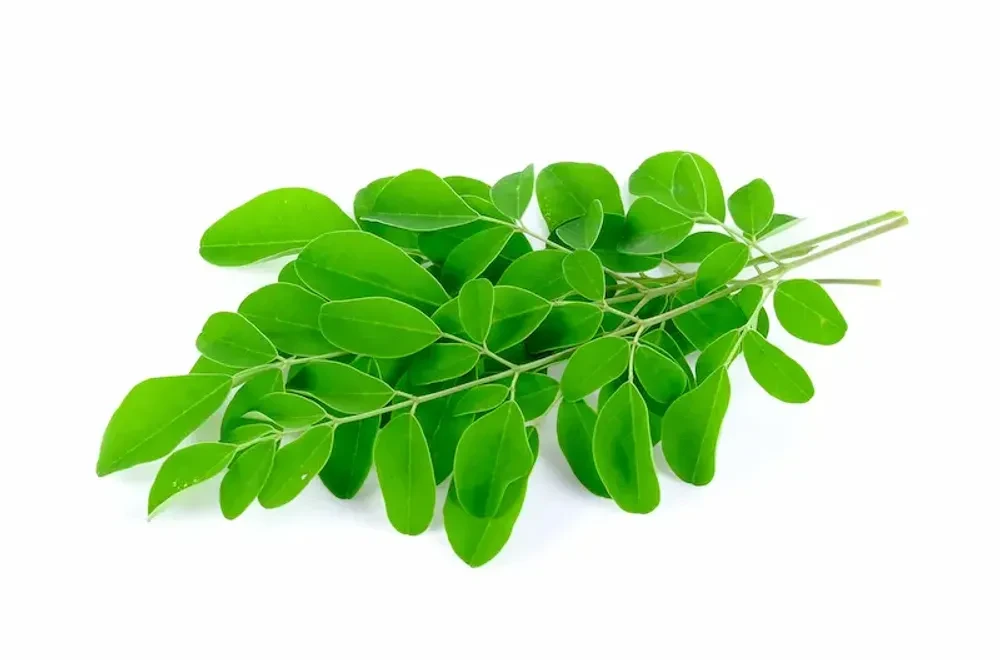 Drumstick Leaves