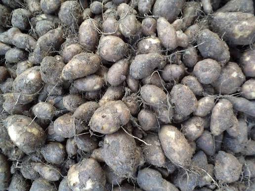 Koorka (Chinese Potato)