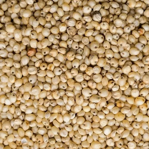 Jowar whole Grain / sorghum whole Grain millet