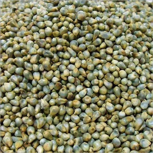 Bajra ( Pearl millet )